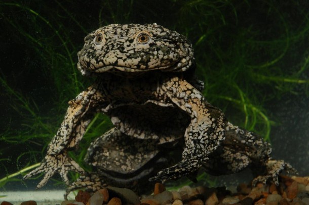 Titicaca Water Frog/<i>Alberto Munoz</i>