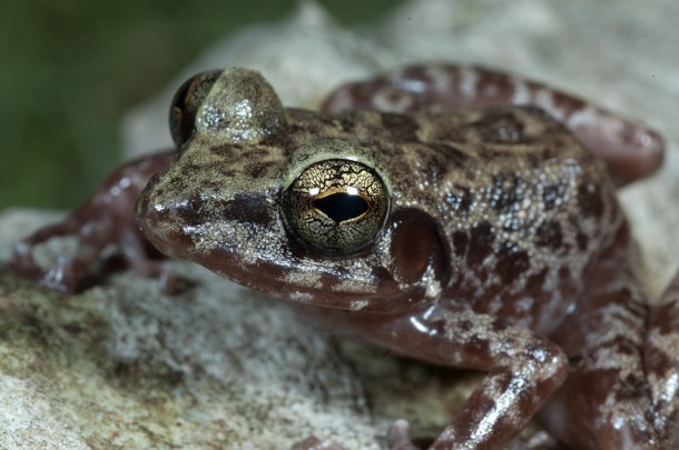 Island Forest Frog/<i>Cameron Siler</i>