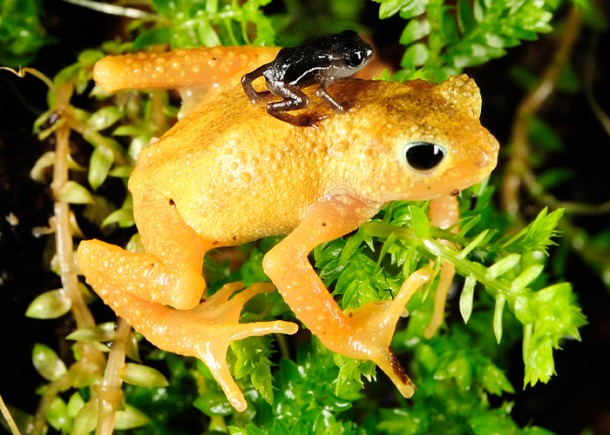 Kihansi Spray Toad/<i>Julie Larsen Maher-Wildlife Conservation Society</i>