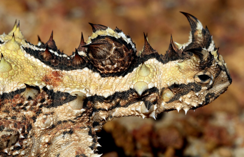 thorny-devil-knob 