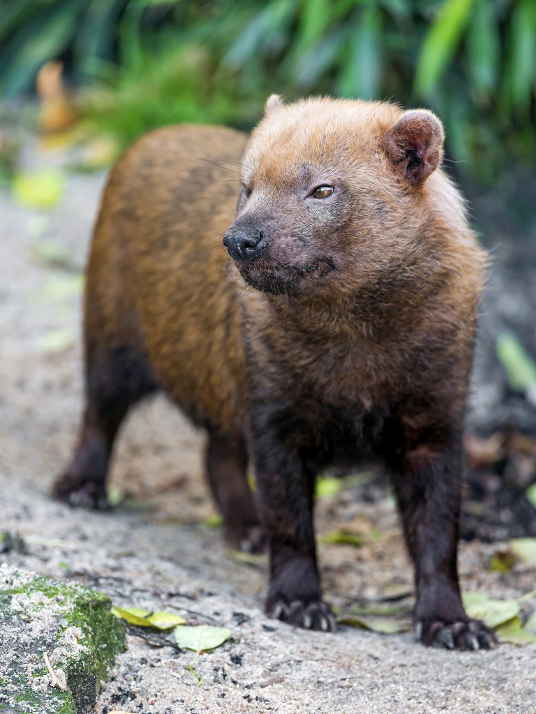 south-american-bush-dog 