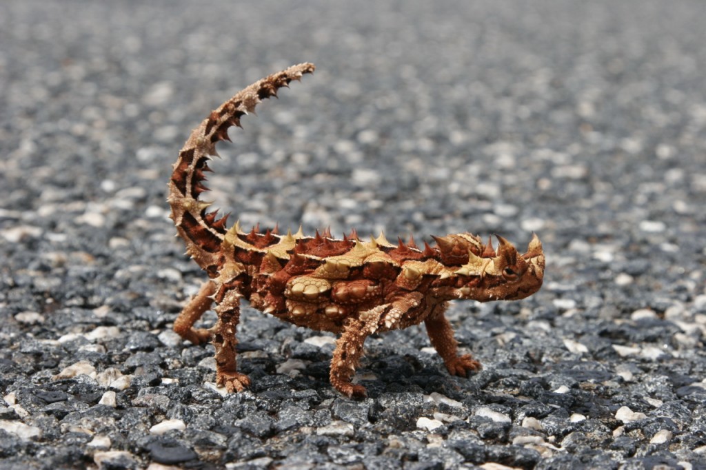 thorny devil in road