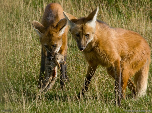 maned-wolf-cubs-feeding