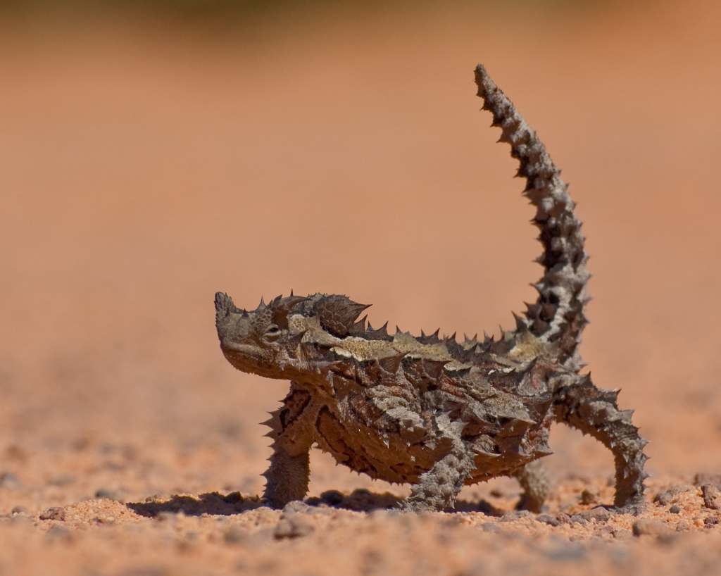 thorny-devil-flipped