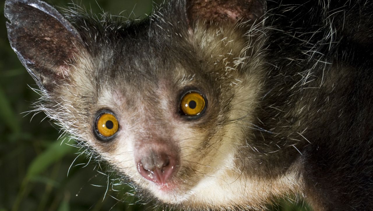 aye-aye