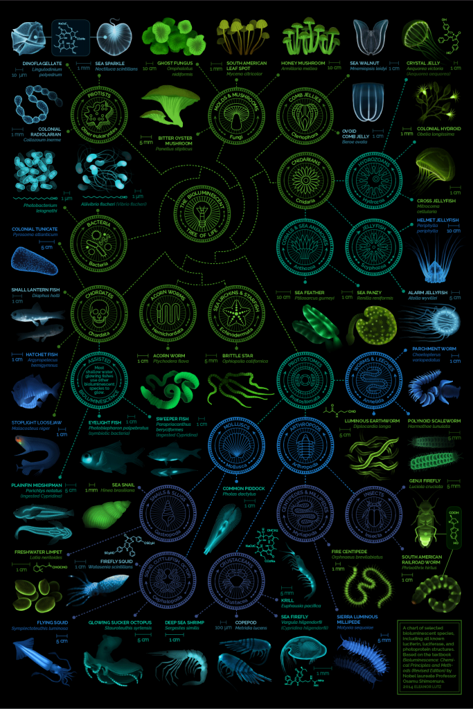 bioluminescent creatures