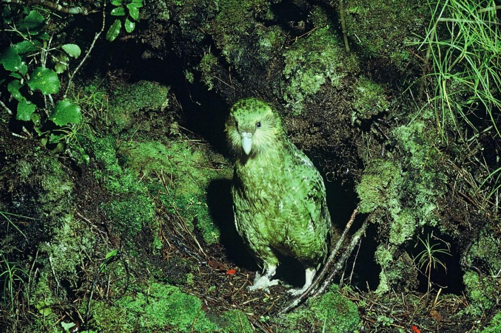 The kakapo's feathers help it blend in with the mossy forest floor. 