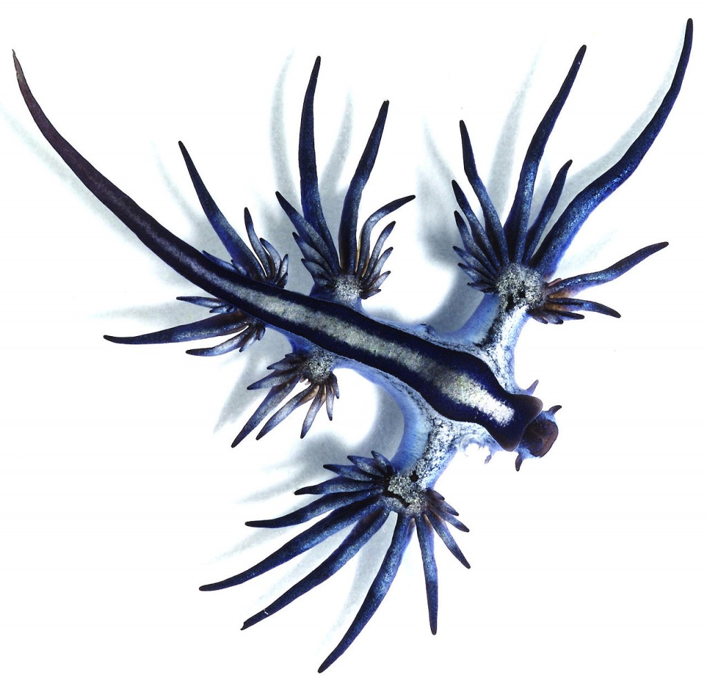 1280px-Glaucus_atlanticus_1_cropped