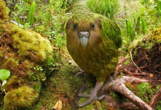 The kakapo 