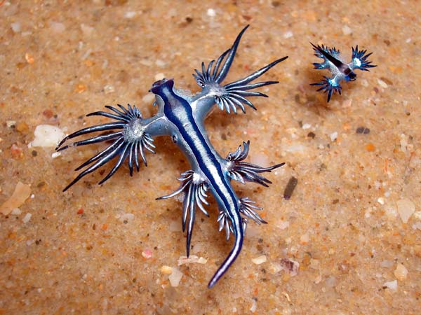 glaucus-atlanticus-bennetae