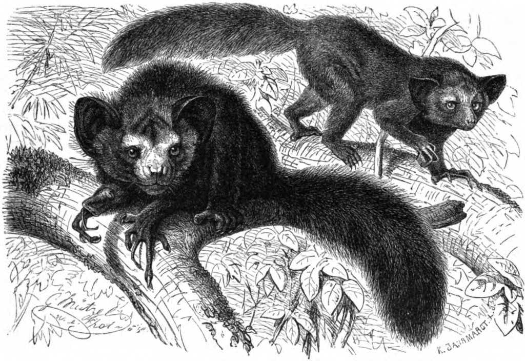 Aye-Aye_(Chiromys_madagascariensis)