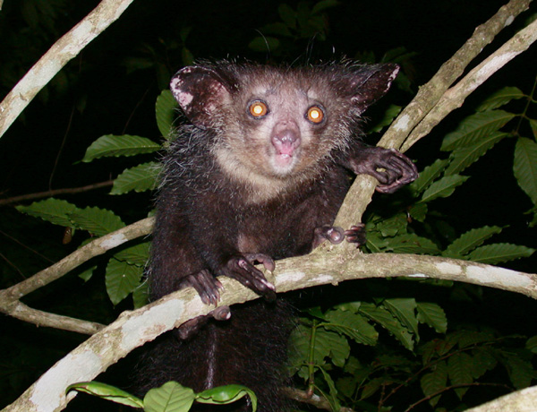 Aye-aye_(Daubentonia_madagascariensis)_2