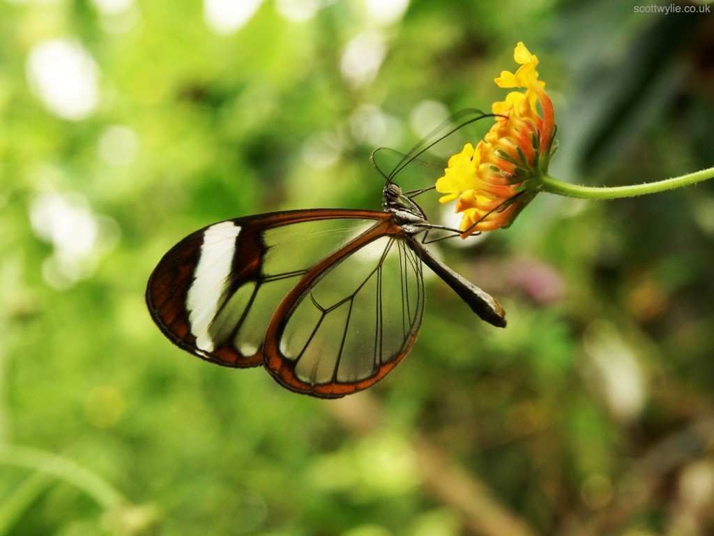 Greta_Oto_(Glasswing)_Butterfly_(5469322851)