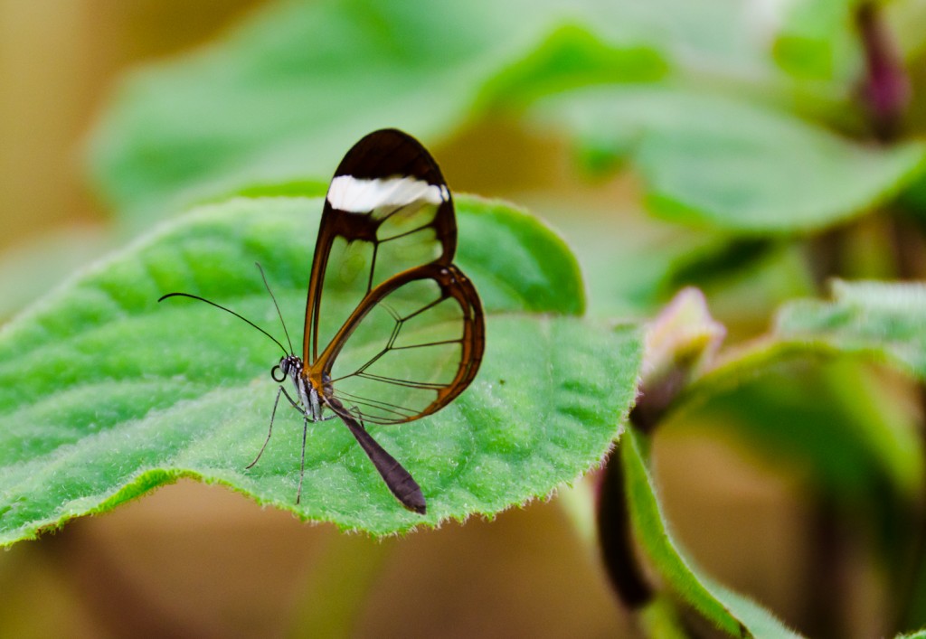 Greta Oto (Glasswing) Butterfly