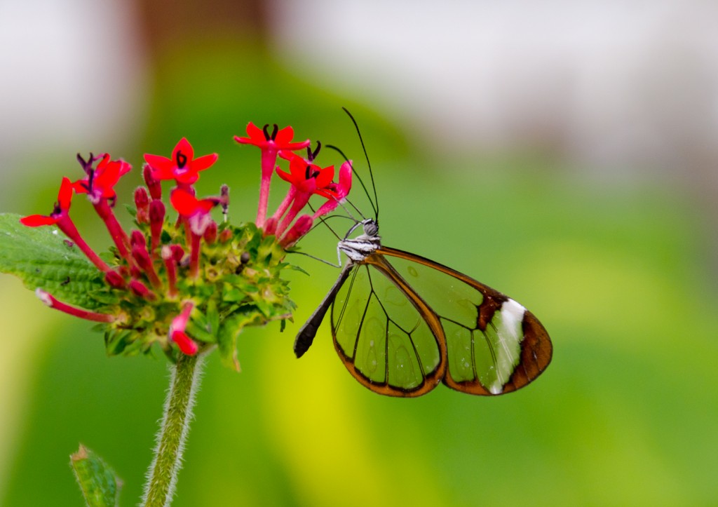 Greta Oto (Glasswing) Butterfly