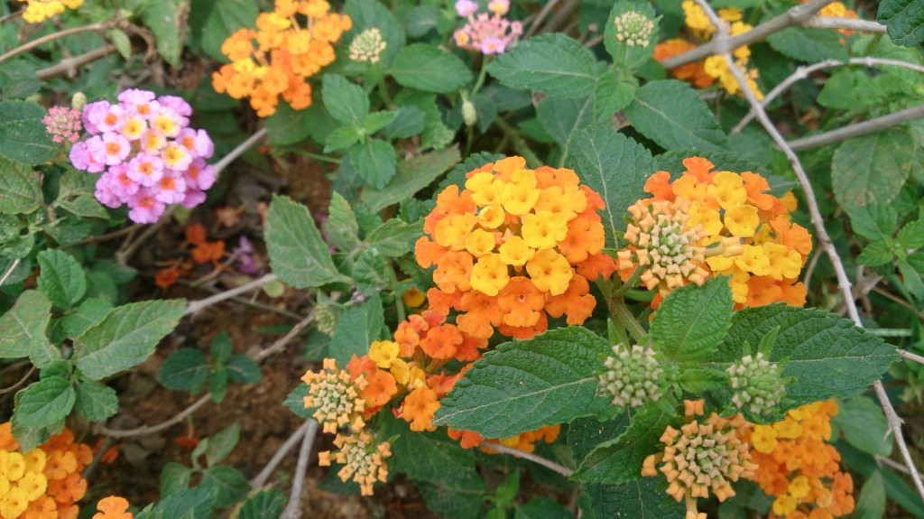 Lantana_camara_6