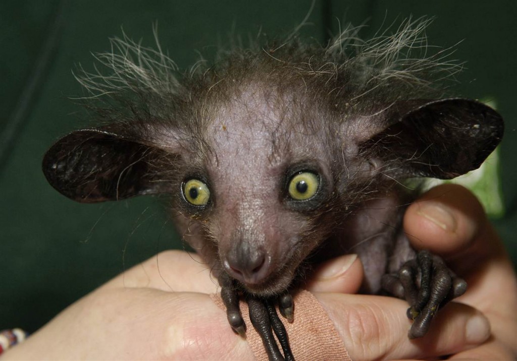 baby-aye-aye-bristol-zoo