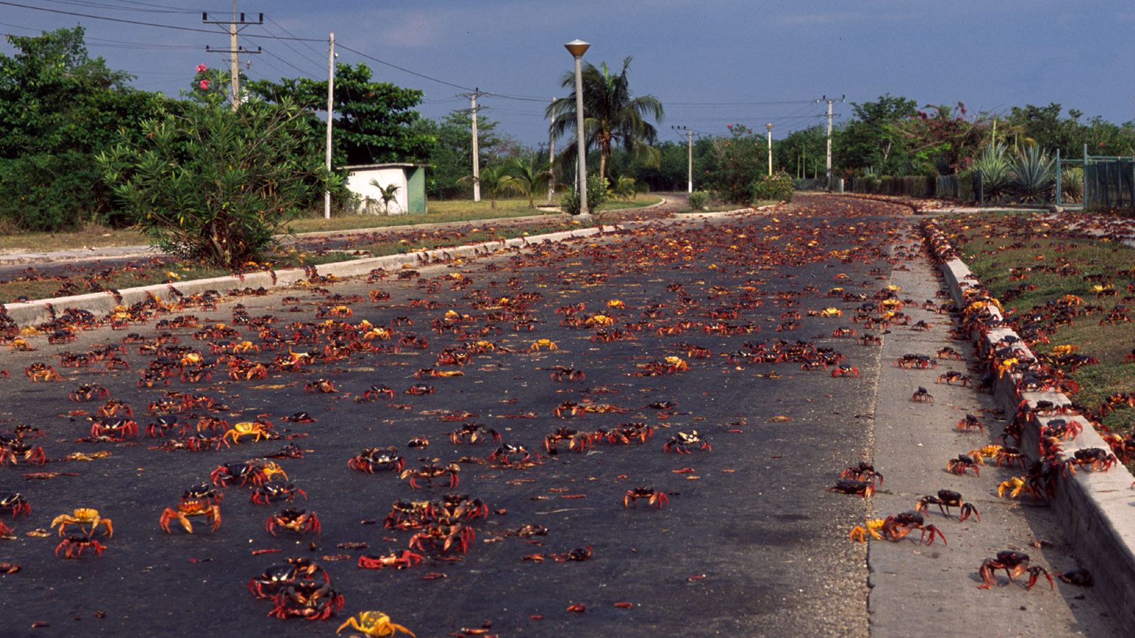 Cuba Wild Island Main