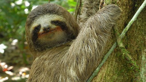 Three-toed Sloth