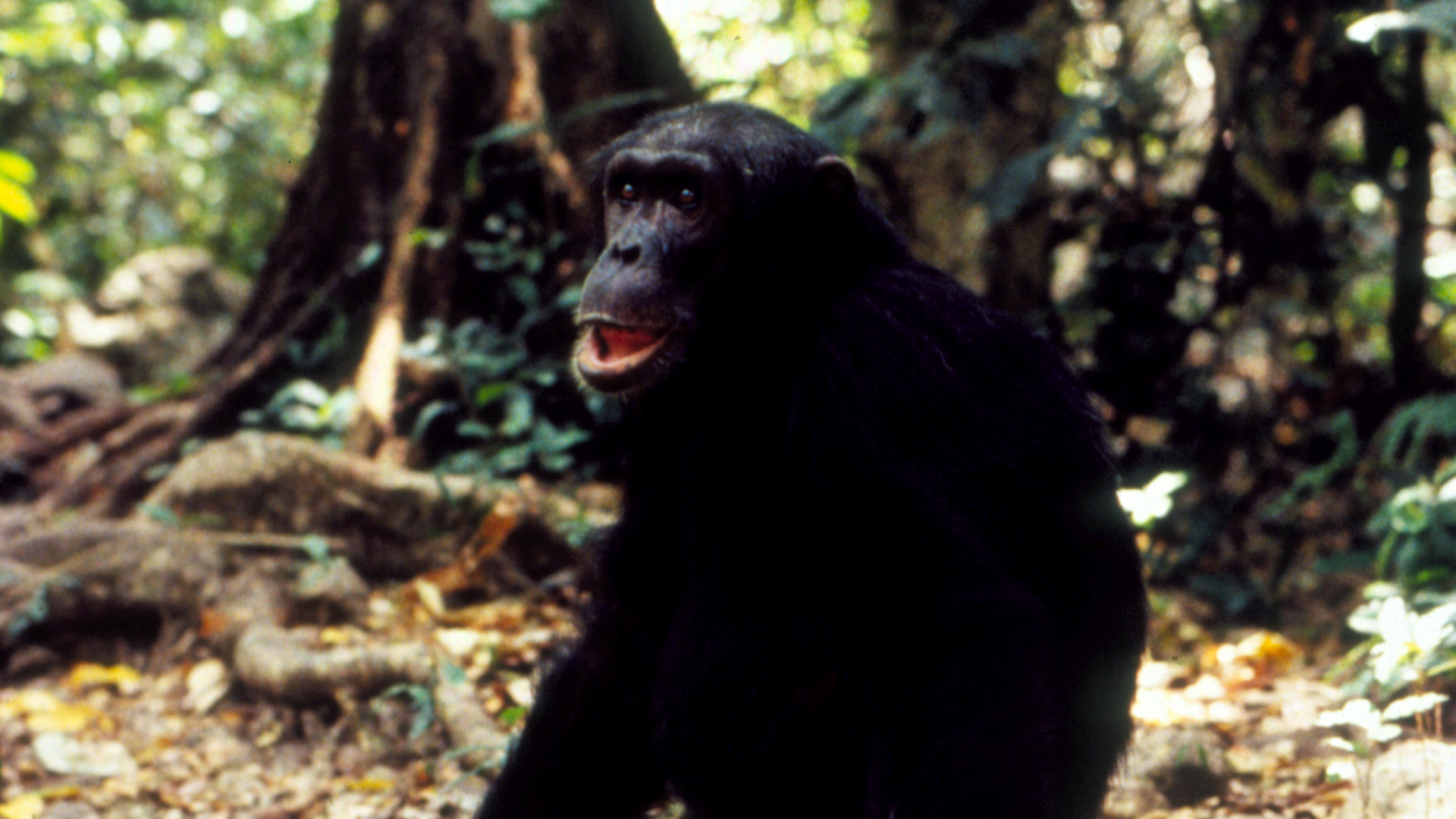 JaneGoodallsWildChimps-Main