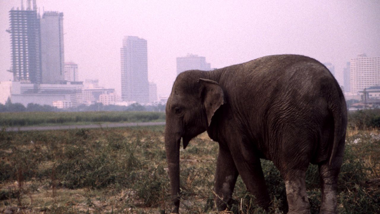 Urban Elephant