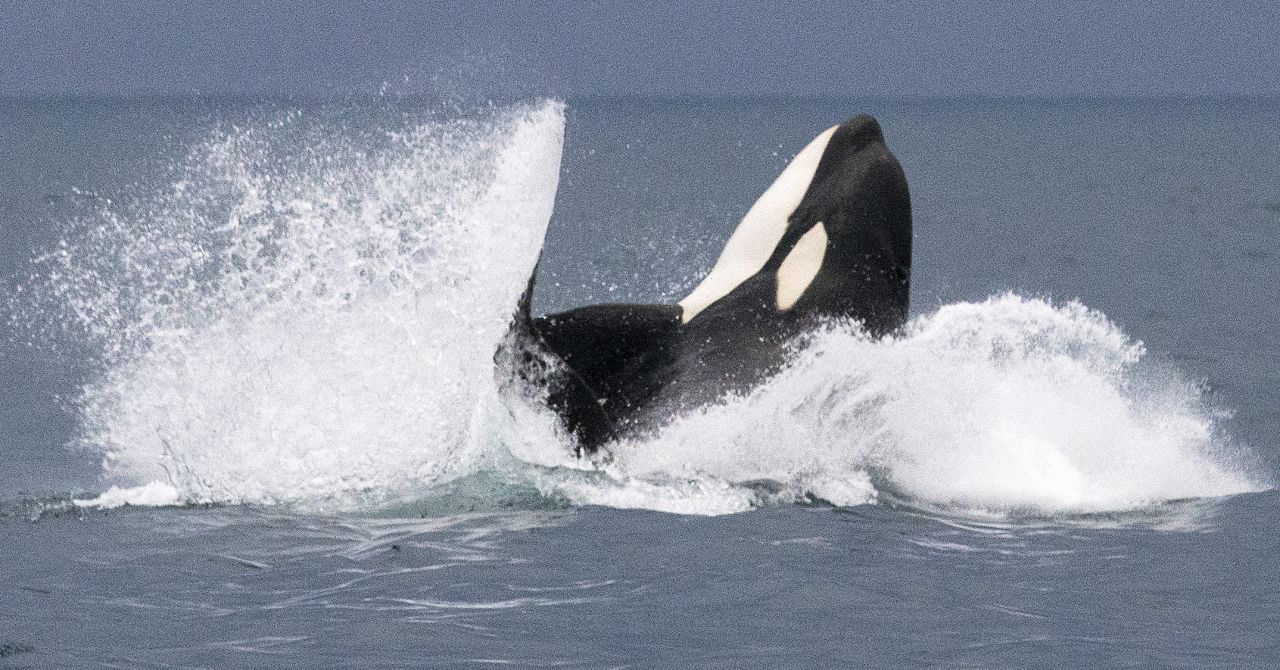 Killer whale jumping and splashing. Photo credit: Gretchen Freund/©Terra Mater