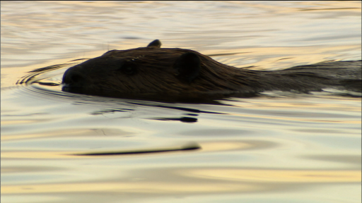  Benefits of Beaver Ponds and Lodges