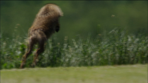  Tracking the Coywolf