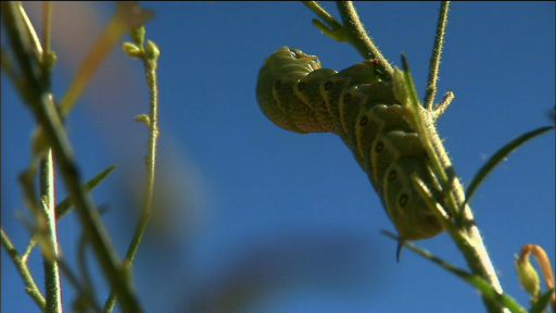  How Plants Defend Themselves