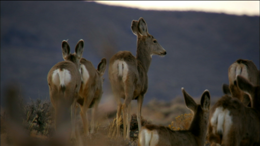  Mule Deer Migration