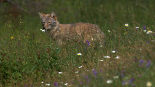  Dawn of the Coywolf