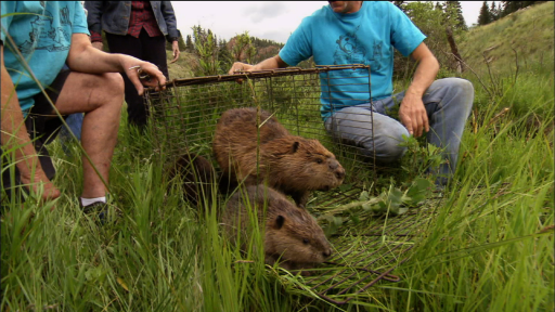  Rescuing and Relocating Beavers