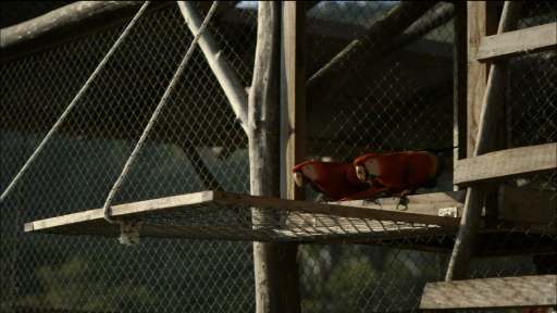  Releasing Parrots into the Wild