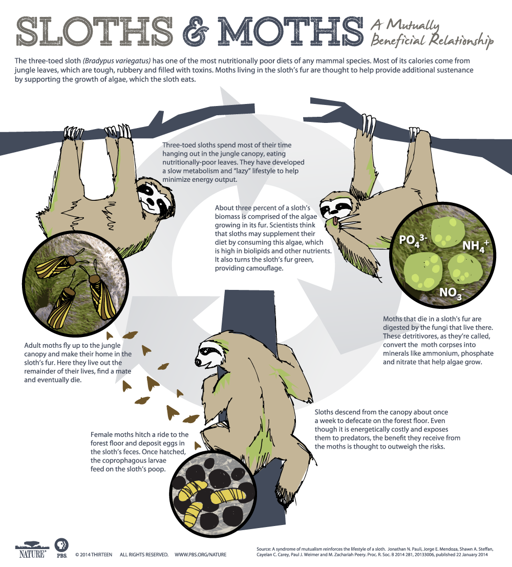 The three-toed sloth (Bradypus variegatus) has one of the most nutritionally poor diets of any mammal species. Most of its calories come from jungle leaves, which  are tough, rubbery and filled with toxins. Moths living in the sloth’s fur are thought to help provide additional sustenance by supporting the growth of algae, which the  sloth eats.  