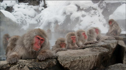  The Social Hierarchy of Snow Monkeys