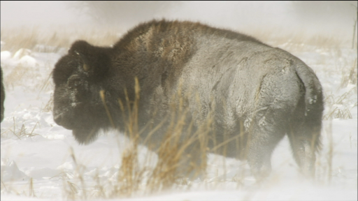  The Winter World of Wolves and Buffalo