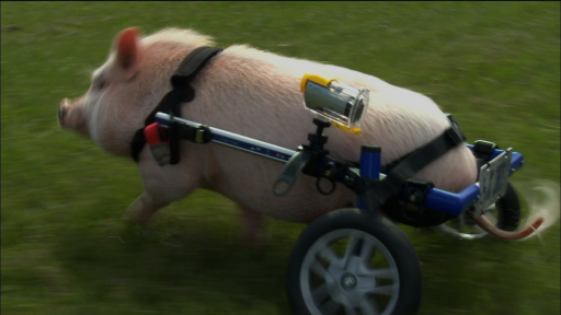  Pig on Wheels