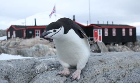 A visiting chinstrap