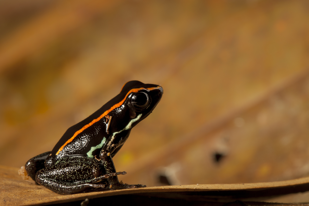 Golfo dulce poison dart frog, Phyllobates vittatus, on the Osa Peninsula of Costa Rica  ©Robin Moore