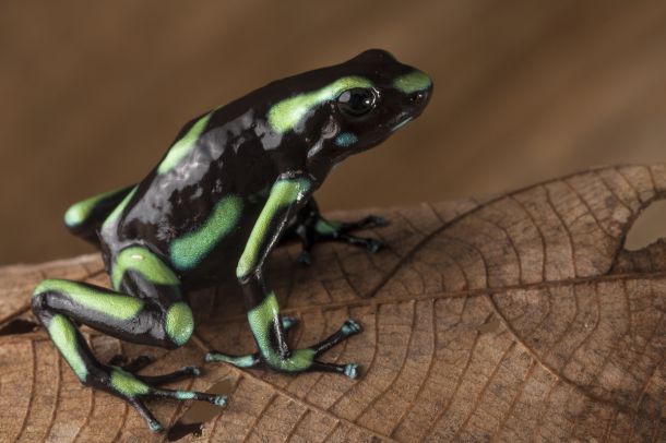 Green and black poison dart frog, Dendrobates auratus, from the Osa Peninsula of Costa Rica ©Robin Moore