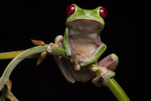 Red-eyed treefrog, Agalychnis calidryas from the Osa Peninsula of Costa Rica ©Robin Moore