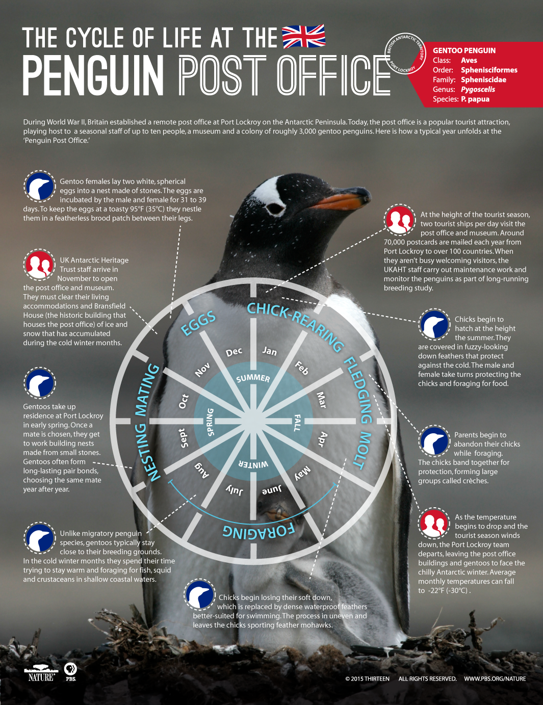 During World War II, Britain established a remote post office at Port Lockroy on the Antarctic Peninsula. Today, the post office is a popular tourist attraction, playing host to a seasonal staff of up to ten people, a museum and a colony of roughly 3,000 gentoo penguins. Here is how a typical year unfolds at the ‘Penguin Post Office.’ The cycle of life at the ‘Penguin Post Office’. Unlike migratory penguin species, gentoos typically stay close to their breeding grounds. In the cold winter months they spend their time trying to stay warm and foraging for fish, squid and crustaceans in shallow coastal waters. UK Antarctic Heritage staff arrive in November to open the post office and museum. They must clear their living accommodations and Bransfield House (the historic building that houses the post office) of ice and snow that has accumulated during the cold winter months. Gentoo females lay two white, spherical eggs into a nest made of stones. The eggs are incubated by the male and female for 31 to 39 days. To keep the eggs at a toasty 95°F (35°C) they nestle them in a featherless brood patch between their legs. Gentoos take up residence at Port Lockroy in early spring. Once a mate is chosen, they get to work building nests made from small stones. Gentoos often form long-lasting pair bonds, choosing the same mate year after year. Chicks begin losing their soft down, which is replaced by dense waterproof feathers better-suited for swimming. The process in uneven and leaves the chicks sporting feather mohawks. As the temperature begins to drop and the tourist season winds down, the Port Lockroy team departs, leaving the post office buildings and gentoos to face the chilly Antarctic winter. Average monthly temperatures can fall to -22°F (-30°C) . Parents begin to abandon their chicks while foraging. The chicks band together for protection, forming large groups called crèches. Chicks begin to hatch at the height the summer. They are covered in fuzzy-looking down feathers that protect against the cold. The male and female take turns protecting the chicks and foraging for food. At the height of the tourist season, two tourist ships per day visit the post office and museum. Around 70,000 postcards are mailed each year from Port Lockroy to over 100 countries. When they aren’t busy welcoming visitors, the UKAHT staff carry out maintenance work and monitor the penguins as part of long-running breeding study.