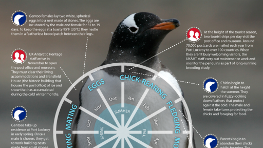 During world World War II, Britain established a remote post office at Port Lockroy on the Antarctic Peninsula. Today, the post office is a popular tourist attraction, playing host to a seasonal staff of up to ten people, a museum and a colony of roughly 3,000 gentoo penguins. Here is how a typical year unfolds at the ‘Penguin Post Office.’ The cycle of life at the ‘Penguin Post Office’. Unlike migratory penguin species, gentoos typically stay close to their breeding grounds. In the cold winter months they spend their time trying to stay warm and foraging for fish, squid and crustaceans in shallow coastal waters. UK Antarctic Heritage staff arrive in November to open the post office and museum. They must clear their living accommodations and Bransfield House (the historic building that houses the post office) of ice and snow that has accumulated during the cold winter months. Gentoo females lay two white, spherical eggs into a nest made of stones. The eggs are incubated by the male and female for 31 to 39 days. To keep the eggs at a toasty 95°F (35°C) they nestle them in a featherless brood patch between their legs. Gentoos take up residence at Port Lockroy in early spring. Once a mate is chosen, they get to work building nests made from small stones. Gentoos often form long-lasting pair bonds, choosing the same mate year after year. Chicks begin losing their soft down, which is replaced by dense waterproof feathers better-suited for swimming. The process in uneven and leaves the chicks sporting feather mohawks. As the temperature begins to drop and the tourist season winds down, the Port Lockroy team departs, leaving the post office buildings and gentoos to face the chilly Antarctic winter. Average monthly temperatures can fall to -22°F (-30°C) . Parents begin to abandon their chicks while foraging. The chicks band together for protection, forming large groups called crèches. Chicks begin to hatch at the height the summer. They are covered in fuzzy-looking down feathers that protect against the cold. The male and female take turns protecting the chicks and foraging for food. At the height of the tourist season, two tourist ships per day visit the post office and museum. Around 70,000 postcards are mailed each year from Port Lockroy to over 100 countries. When they aren’t busy welcoming visitors, the UKAHT staff carry out maintenance work and monitor the penguins as part of long-running breeding study.