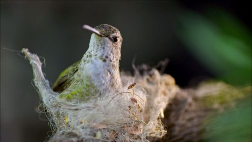 Animal Homes: The Nest -- Hummingbird Builds Tiny Nest