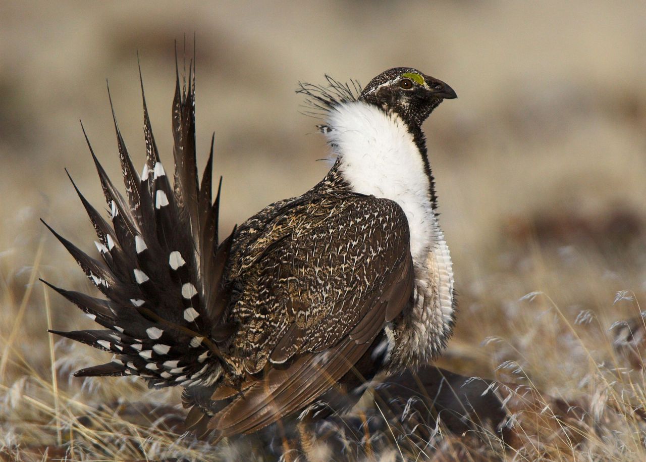 Centrocercus_urophasianus_-USA_-male-8