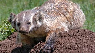 American Badger