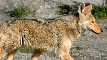 Coyote