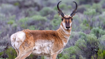 Pronghorn