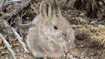 Pygmy Rabbit