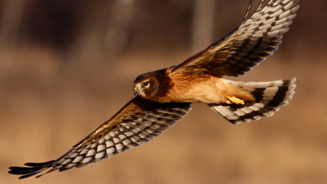 Northern Harrier